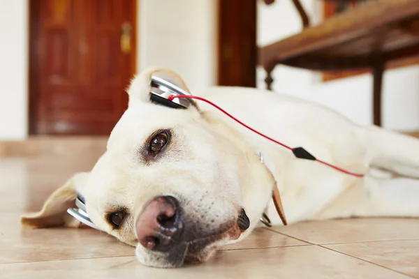 Hond is luisteren muziek — Stockfoto