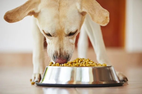 Hungriger Hund — Stockfoto