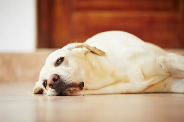 Cão está deitado em casa — Fotografia de Stock