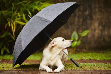 köpek yağmurda