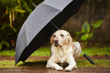 köpek yağmurda