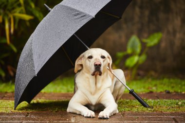 köpek yağmurda
