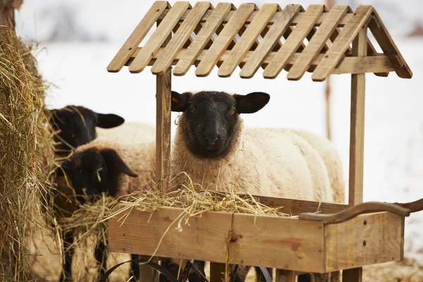 Sheep — Stock Photo, Image