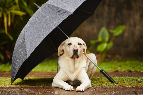 Perro bajo la lluvia — Foto de Stock