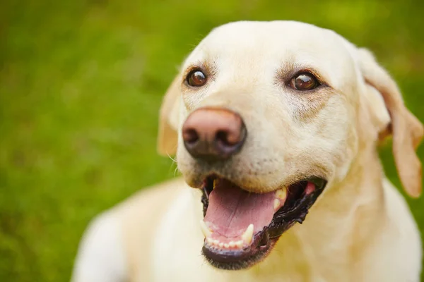 Cão feliz — Fotografia de Stock