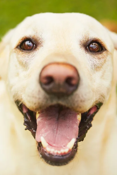 Gelukkige hond — Stockfoto