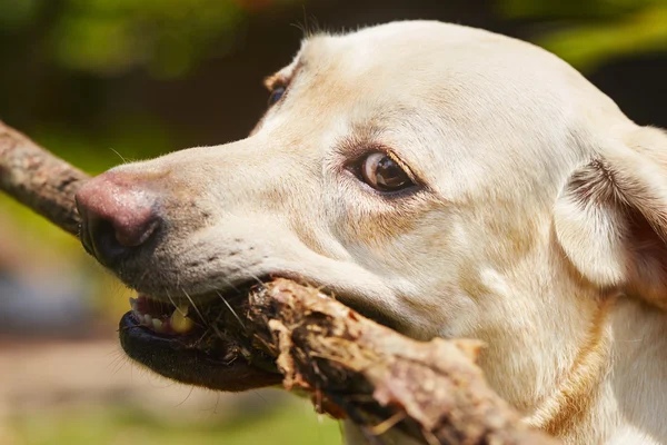 Собака з палицею — стокове фото