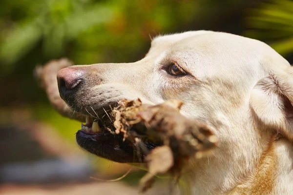 Chien avec bâton — Photo