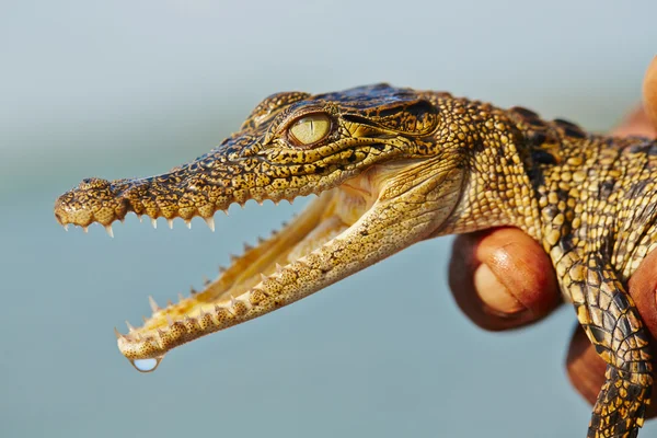 Crocodilo bebé — Fotografia de Stock