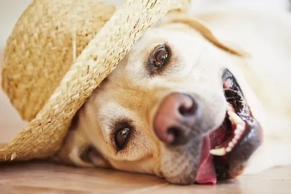 Cão com chapéu de palha — Fotografia de Stock