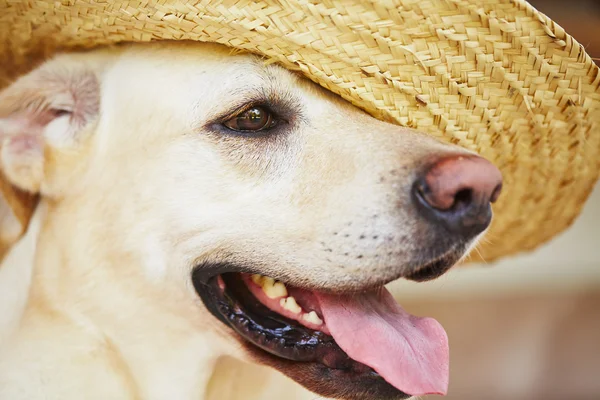 Pies z Słomkowy kapelusz — Zdjęcie stockowe