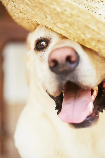 Собака в соломенной шляпе — стоковое фото