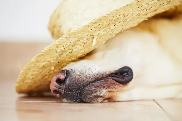 Hond met stro hoed — Stockfoto