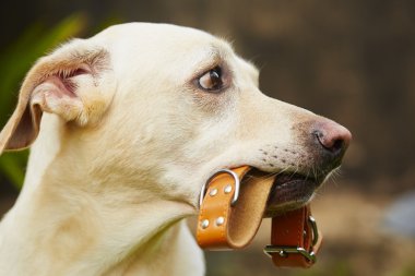 köpek bekliyor
