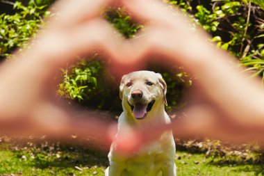 sadakat köpek