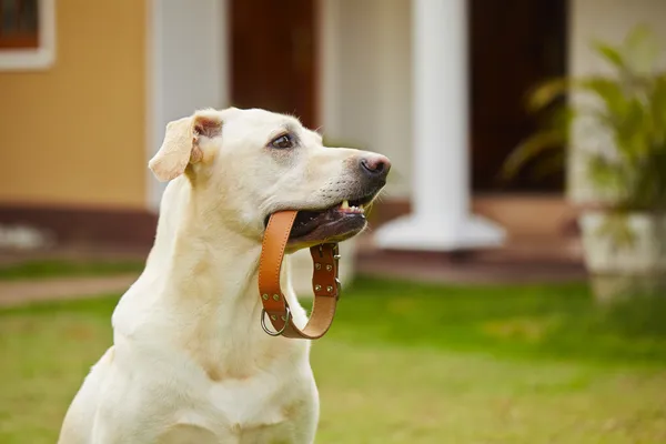 Cão está esperando — Fotografia de Stock