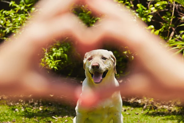 Loyaliteit hond — Stockfoto