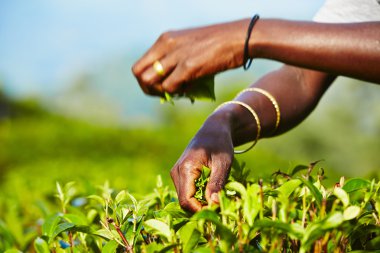çay plantasyon