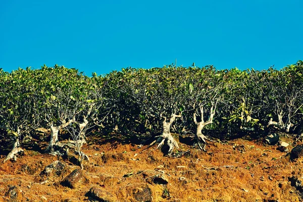 Çay plantasyon — Stok fotoğraf