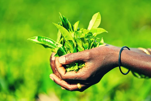 Čajové plantáže — Stock fotografie