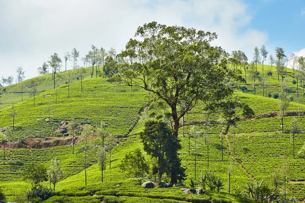 Çay plantasyon — Stok fotoğraf