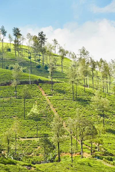 Tea plantation — Stock Photo, Image