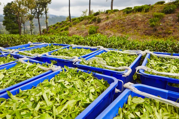 Daun teh dalam kotak — Stok Foto