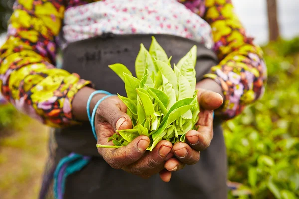 Teeplantage — Stockfoto