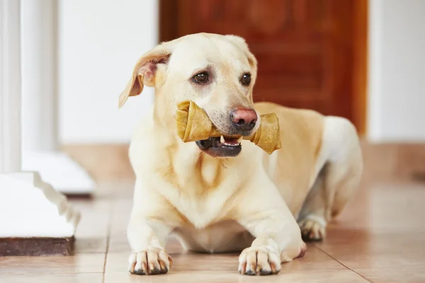 Cão com osso — Fotografia de Stock