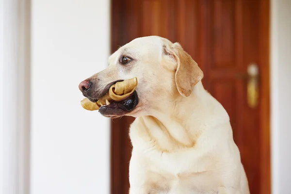 Cão com osso — Fotografia de Stock