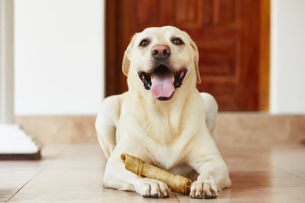 Cão com osso — Fotografia de Stock