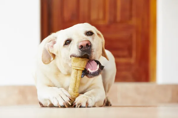 Perro con hueso — Foto de Stock