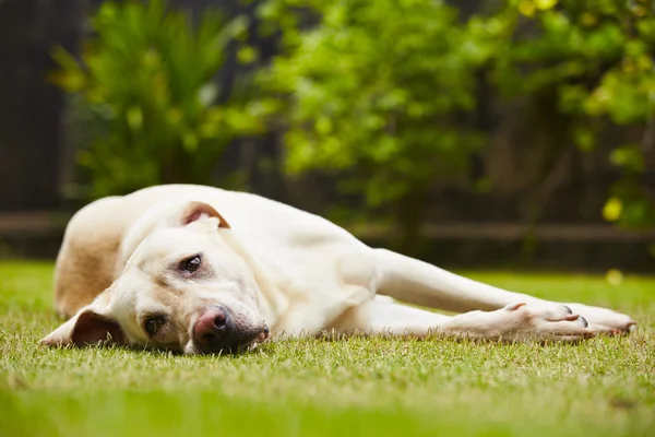 Tired dog — Stock Photo, Image