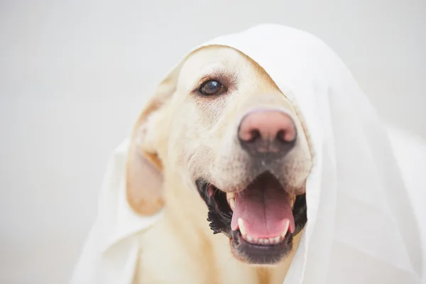 버 릇 없는 개 — 스톡 사진