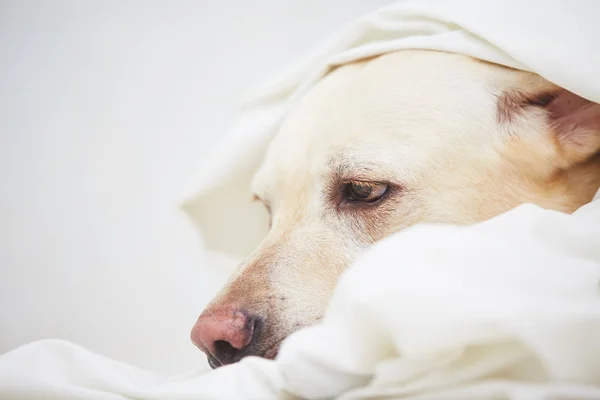 Собака в постели — стоковое фото