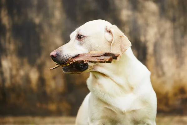 Cane con bastone — Foto Stock