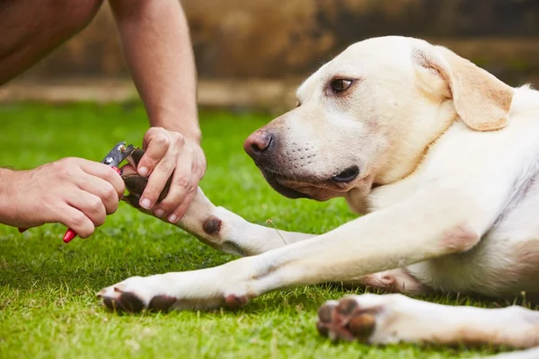 Cutting toenails — Stock Photo, Image