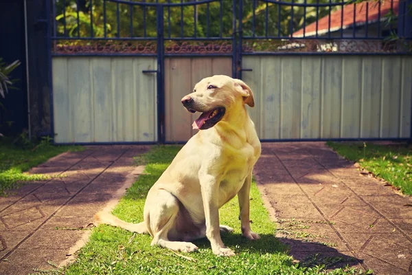 Dog on the garden — Stock Photo, Image