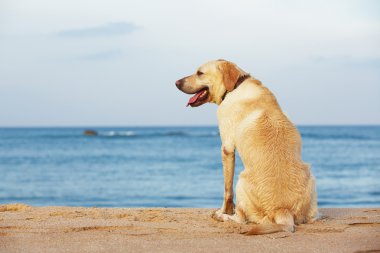 Kumsaldaki köpek.