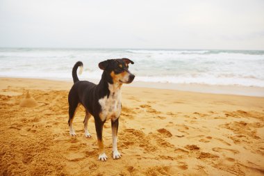 sokak köpeği