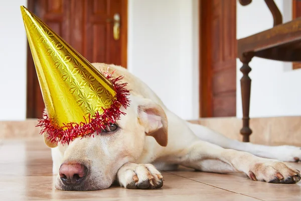 Dog birthday party — Stock Photo, Image