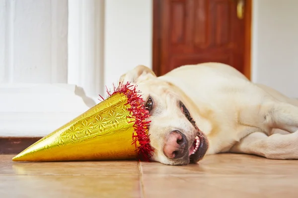 Dog birthday party — Stock Photo, Image