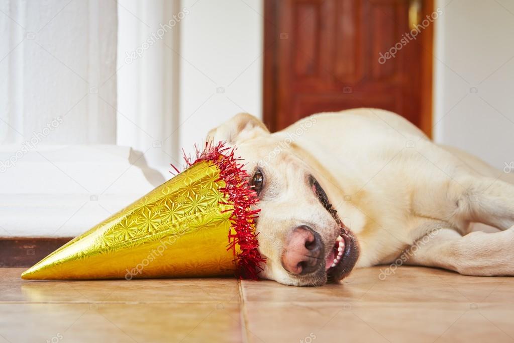 Dog birthday party