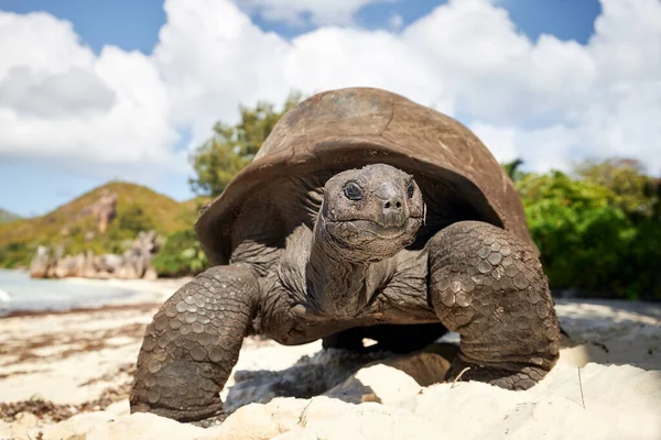 Tartaruga Gigante Aldabra Praia Areia Vista Perto Tartaruga Seychelles — Fotografia de Stock