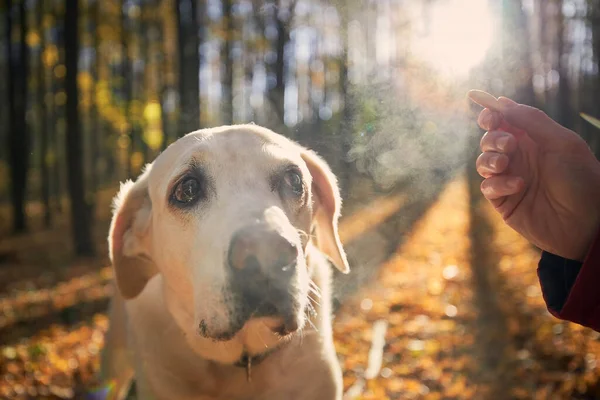 古い犬の秋の森の男 ペット所有者保持クッキーのために彼のかわいいラブラドール取得 — ストック写真