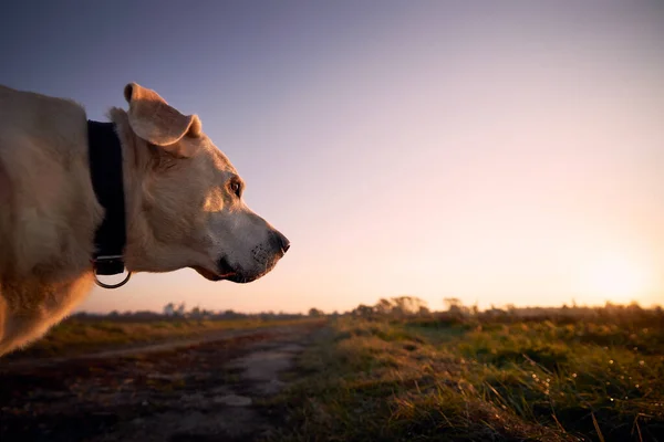 Portré Öreg Kutya Gyalogúton Aranyos Labrador Retriever Nézi Napkelte — Stock Fotó