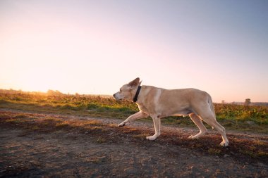 Yaya yolunda koşan sevimli bir köpek. Eski Labrador Retriever gün doğumunda