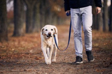 Sonbahar günü köpekli bir adam. Hayvan sahibi kestane sokağında Labrador Retriever ile yürüyor.