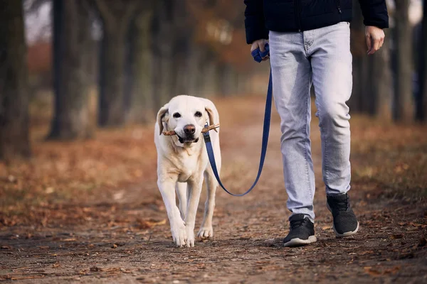 Ember Kutyával Ősszel Kisállat Tulajdonos Séta Labrador Retriever Keresztül Gesztenye — Stock Fotó