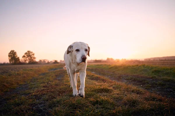 Vista Frontale Del Vecchio Cane Sul Sentiero Carino Labrador Retriever — Foto Stock